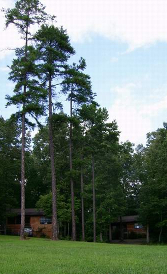 Troute Cove Cabins