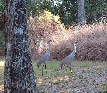 birds