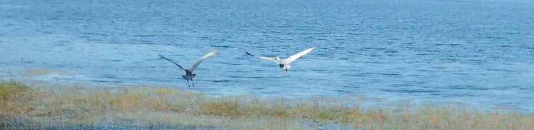 birds in flight