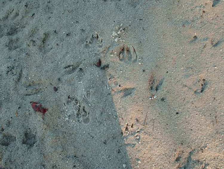 animal tracks