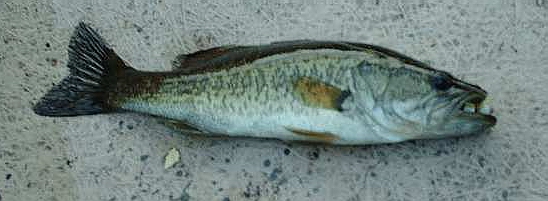 little bass